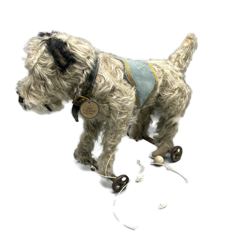 Circa 1910 Antique Rare “Caesar” Mohair Terrier Pet Dog Of King Edward The 7th