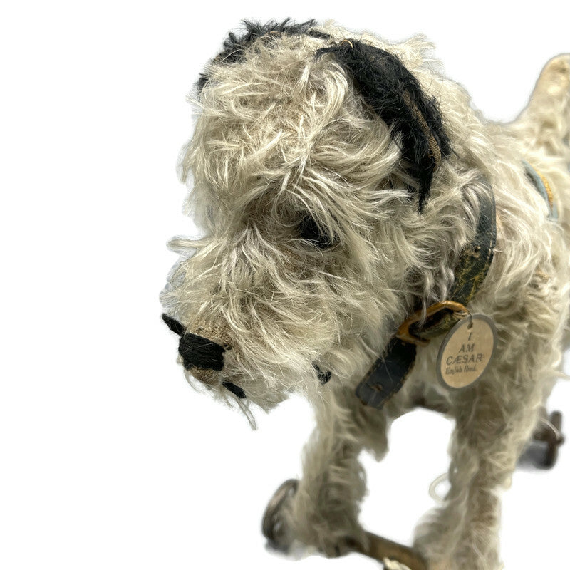 Circa 1910 Antique Rare “Caesar” Mohair Terrier Pet Dog Of King Edward The 7th