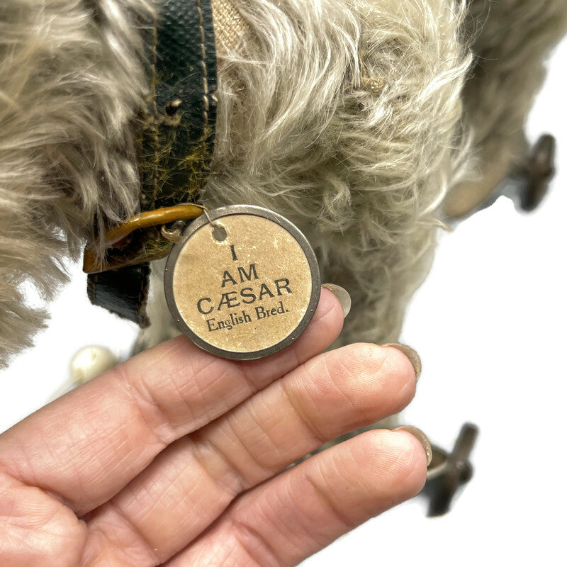 Circa 1910 Antique Rare “Caesar” Mohair Terrier Pet Dog Of King Edward The 7th