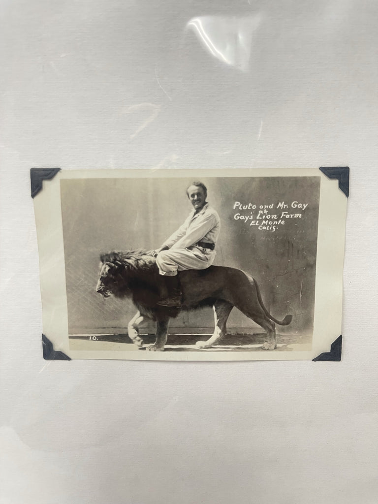 Vintage Collection of 6 unusual Gay’s Lion Farm Photo Post cards