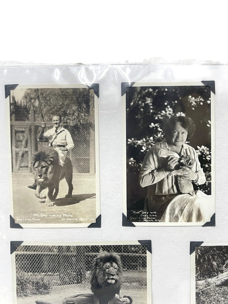 Vintage Collection of 6 unusual Gay’s Lion Farm Photo Post cards