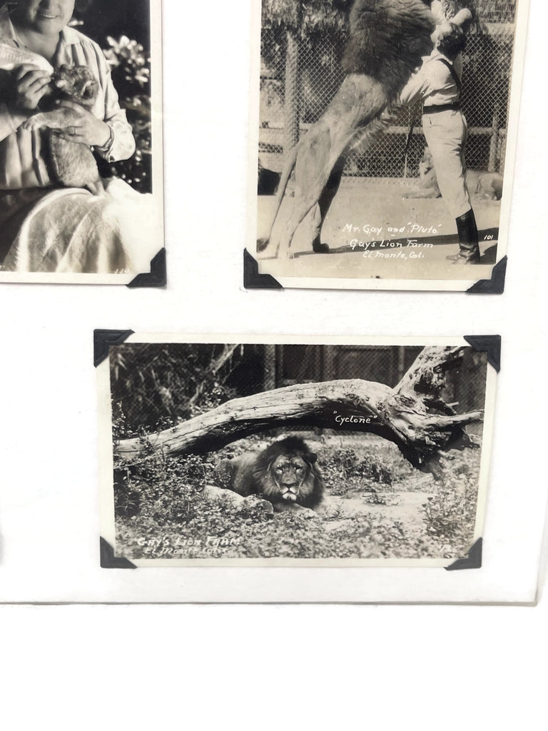 Vintage Collection of 6 unusual Gay’s Lion Farm Photo Post cards