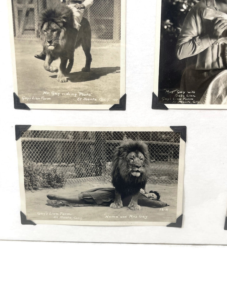 Vintage Collection of 6 unusual Gay’s Lion Farm Photo Post cards
