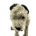 Circa 1910 Antique  Rare “Caesar” Mohair Terrier Pet Dog Of King Edward The 7th