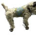 Circa 1910 Antique  Rare “Caesar” Mohair Terrier Pet Dog Of King Edward The 7th