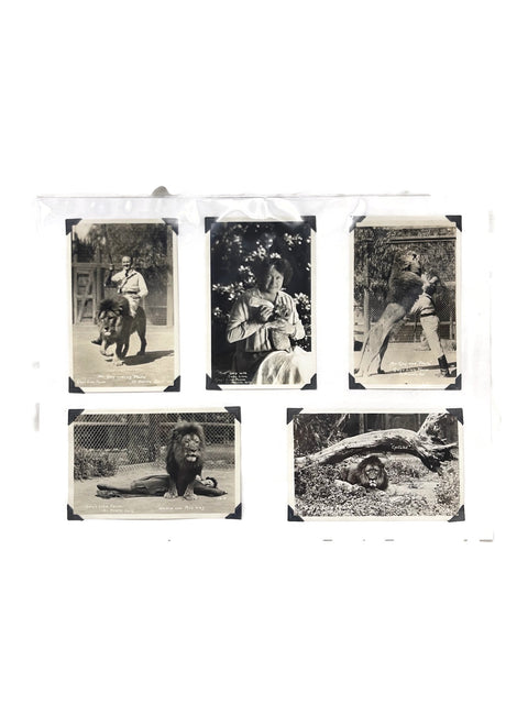 Vintage Collection of 6 unusual Gay’s Lion Farm Photo Post cards